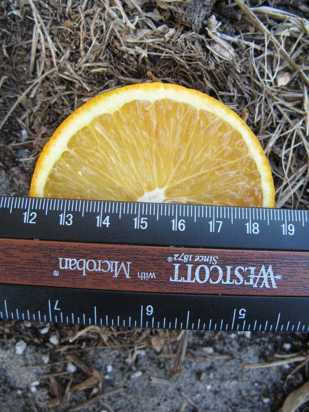              Fruit cross-section (Winter Haven, FL)       